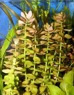 аквариумные растения