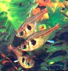 аквариумные рыбки